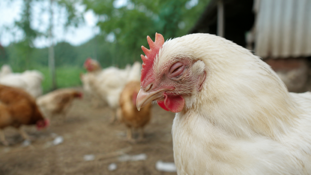 Chicken Respiratory Infection: Signs, Causes, and What to Do Fast