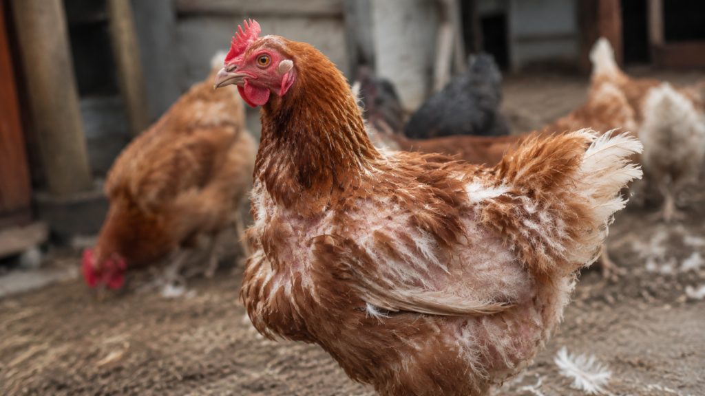 How to Tell If a Chicken Is Molting (Signs, Timeline, and Care Checklist)