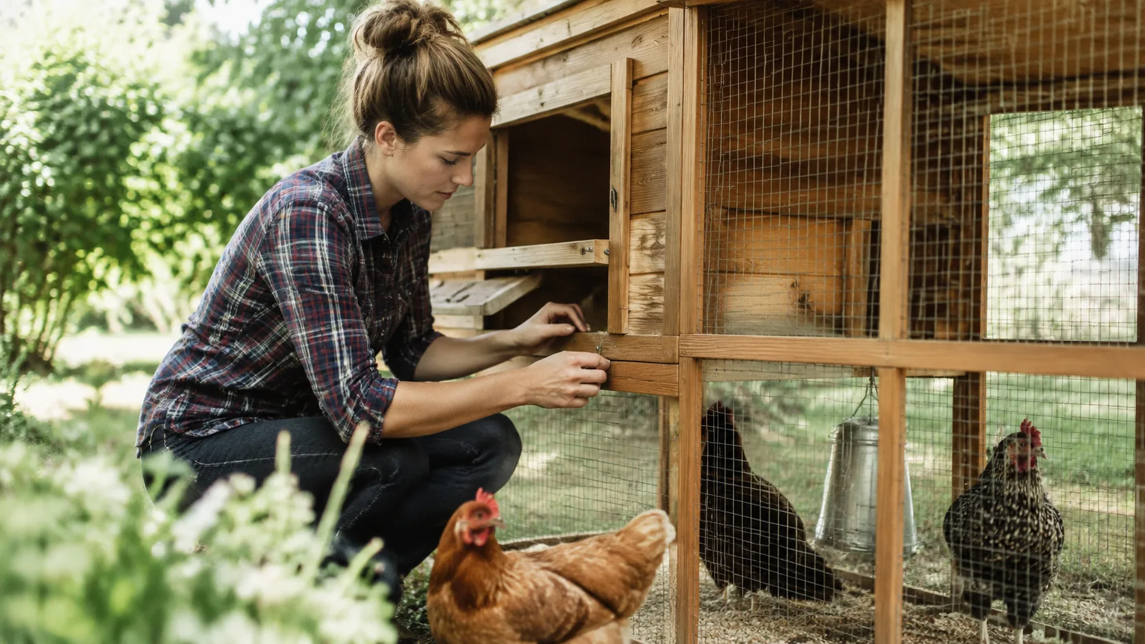 How to Adapt a Sale on Chicken Coops for Your Flock