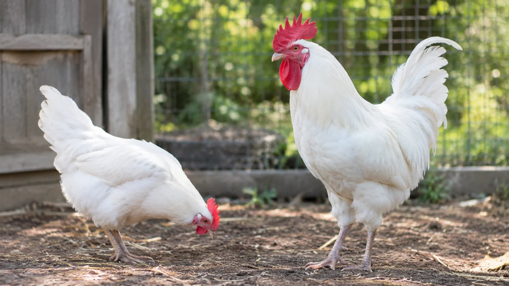 How to Adapt the Method for Different White Leghorn Situations